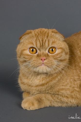 Scottishfold